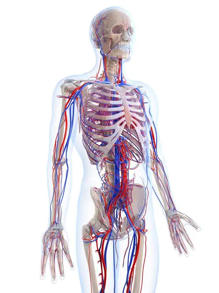 Male vascular system — Stock Photo, Image