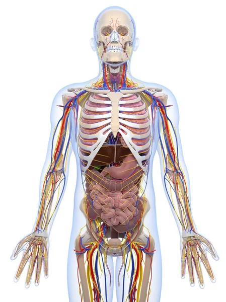 Sistema cardiovascular y órganos internos — Foto de Stock