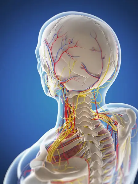 Artärer, vener och nerver av mänskligt huvud — Stockfoto