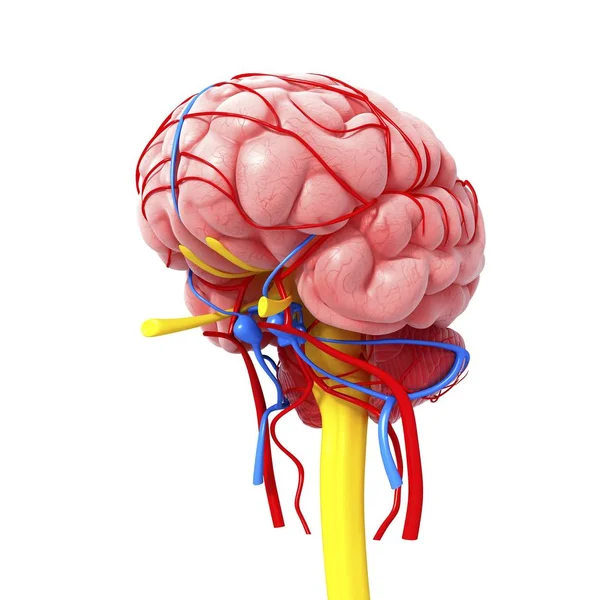 Neurological system Stock Photos, Royalty Free Neurological system