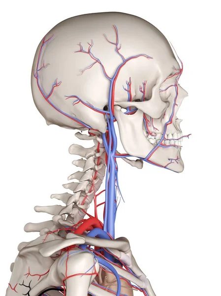 Cévní anatomie lidského hrdla — Stock fotografie