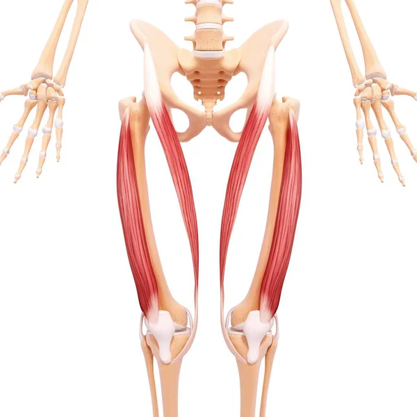 Human legs musculature — Stock Photo, Image