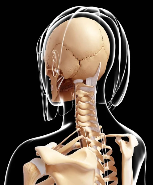 女性の骨格システム — ストック写真