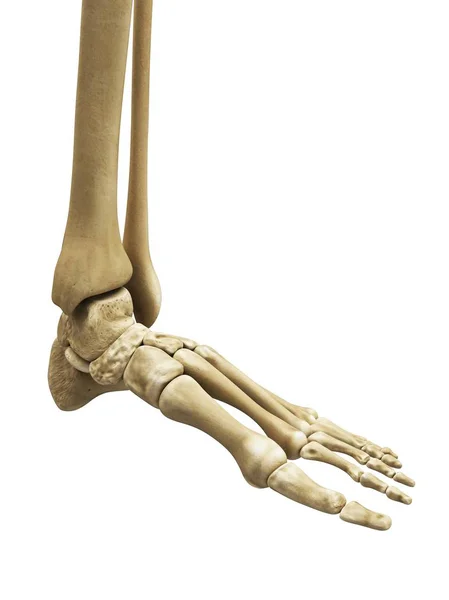Visualización de los huesos del pie — Foto de Stock