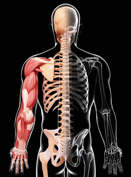 Human arm musculature — Stock Photo, Image