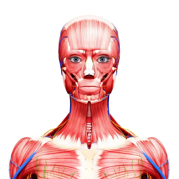Facial and upper body musculature — Stock Photo, Image