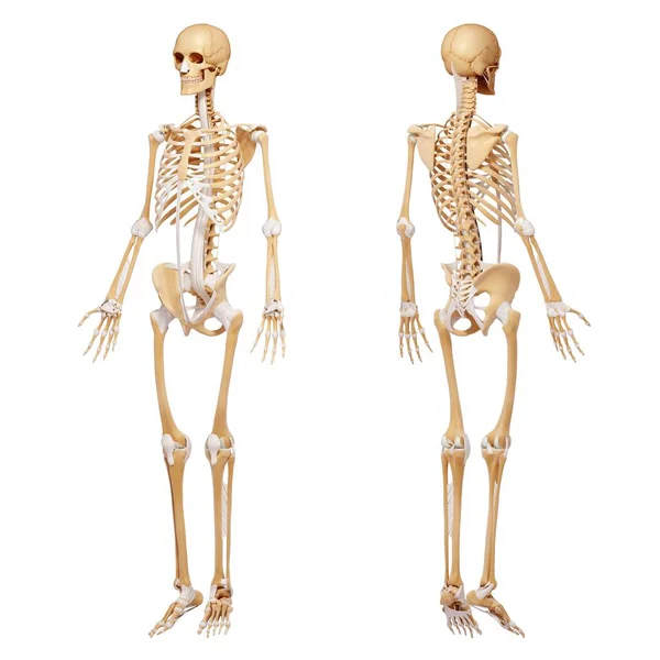 Human skeletal system — Stock Photo, Image