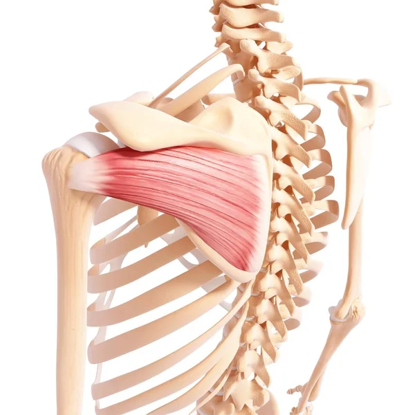 Musculatura del hombro humano —  Fotos de Stock