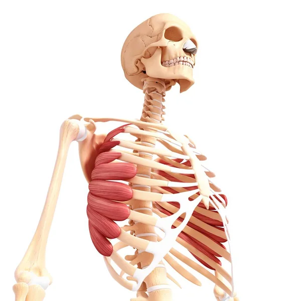 Serratus anterior muskulatur — Stockfoto