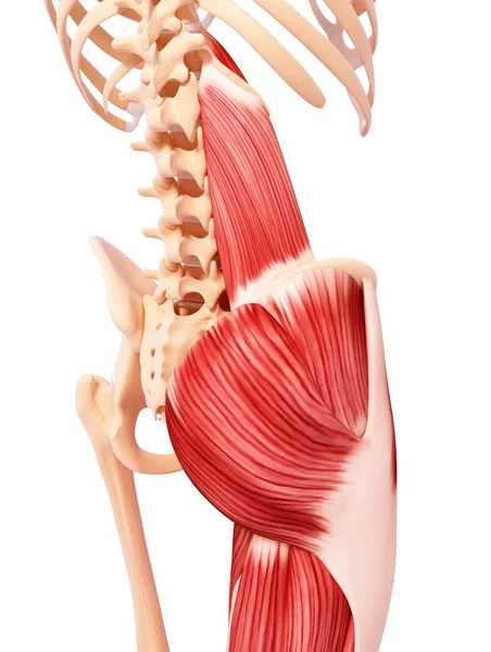 Musculatura da perna humana — Fotografia de Stock