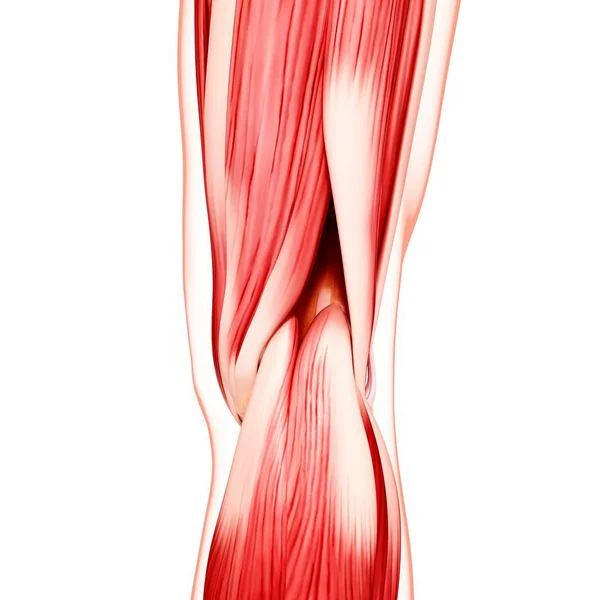 人体腿部肌肉 — 图库照片