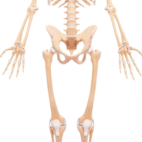 Pelvis and hip bones with cartilage — Stock Photo, Image