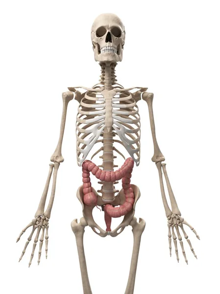 Colon sănătos și sistem scheletal — Fotografie, imagine de stoc