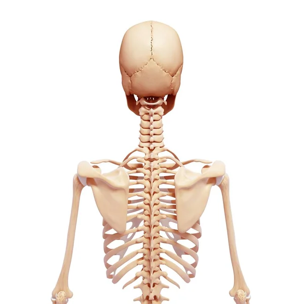 Ossos cranianos e vértebras cervicais — Fotografia de Stock