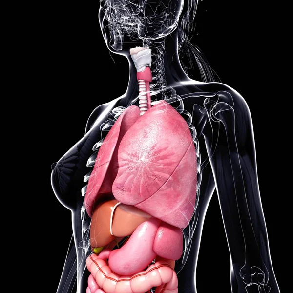 Innere Organe in der Silhouette einer erwachsenen Frau — Stockfoto