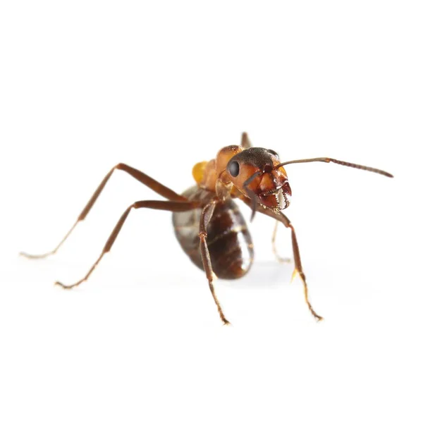 Wood ant worker — Stock Photo, Image