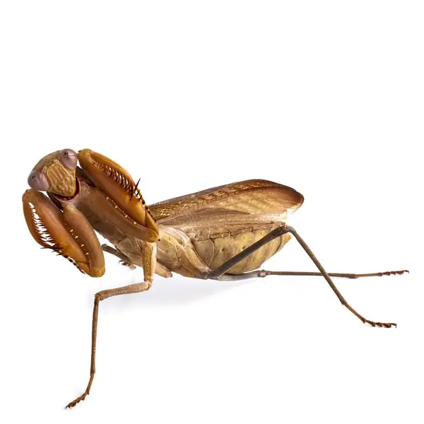 Африканський mantis погрожуючи позу — стокове фото