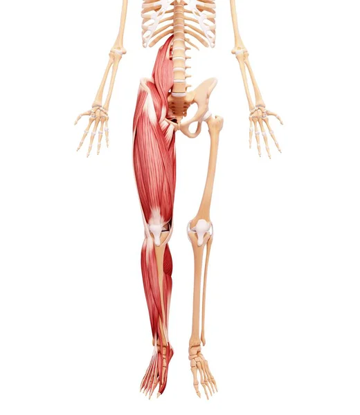Muscolatura delle gambe umane — Foto Stock