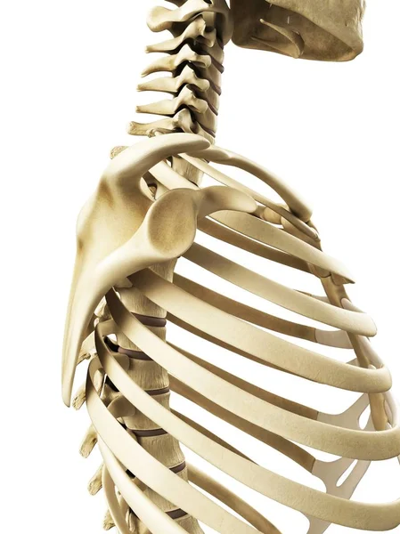 Shoulder joint, glenoid cavity — Stock Photo, Image