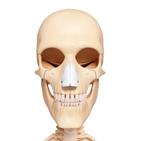 Human skull with cartilage — Stock Photo, Image