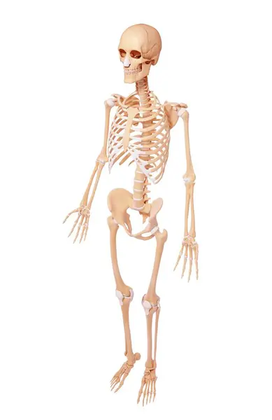 Struttura scheletrica umana — Foto Stock