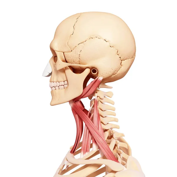 Μυϊκό σύστημα ανθρώπινου λαιμού — Φωτογραφία Αρχείου