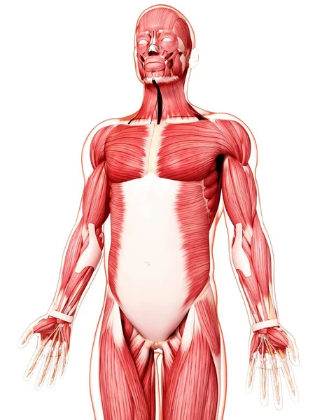 Mänskliga kroppen muskulatur — Stockfoto