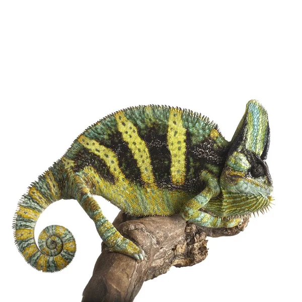 Veiled chameleon on tree branch — Stock Photo, Image