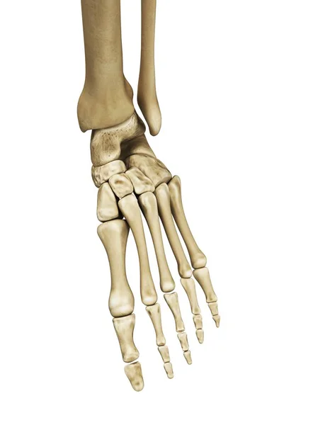 Visual render of Foot bones — Stock Photo, Image