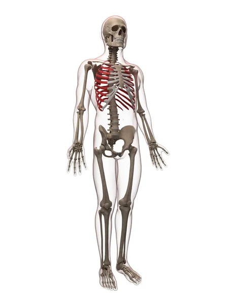 View of human Ribs — Stock Photo, Image