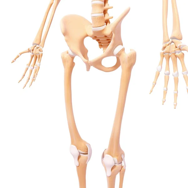 Pelvis and hip bones with cartilage — Stock Photo, Image