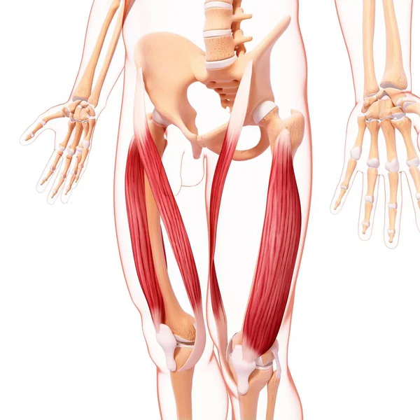 Musculatura das pernas humanas — Fotografia de Stock