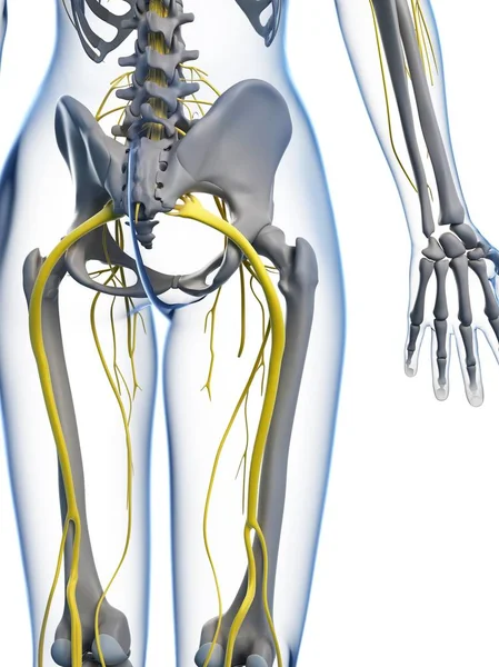 Nervous system in pelvic region — Stock Photo, Image