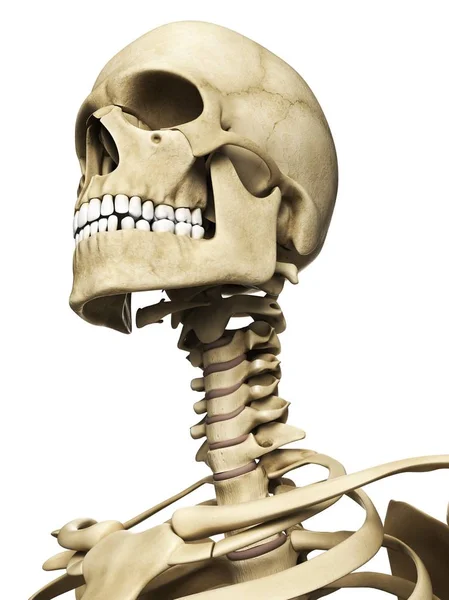 Rendering visivo del cranio umano — Foto Stock