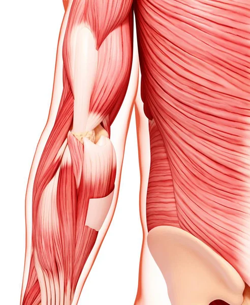 Musculatura del brazo humano — Foto de Stock