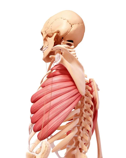 Functional human musculature — Stock Photo, Image