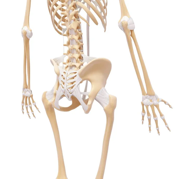 骨盤の地域と腰椎 — ストック写真