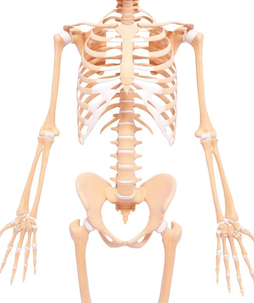 Regione pelvica e vertebre lombari — Foto Stock