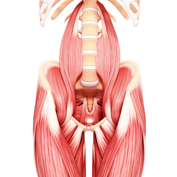 Anatomía muscular masculina —  Fotos de Stock