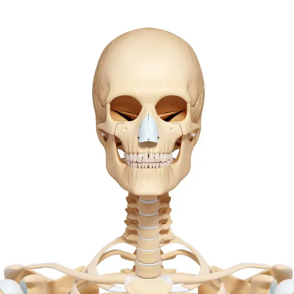 Lebky a obličejové kosti dospělého člověka — Stock fotografie