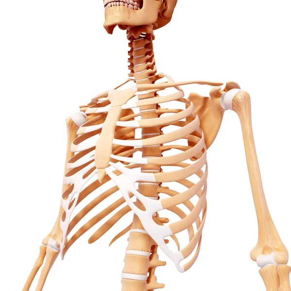 Esqueleto humano normal mostrando caja torácica — Foto de Stock