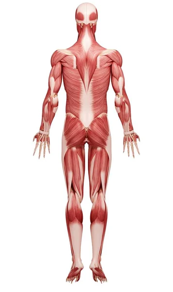 Vista de la musculatura humana — Foto de Stock