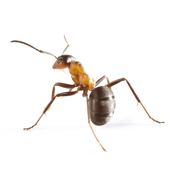 Wood ant worker — Stock Photo, Image