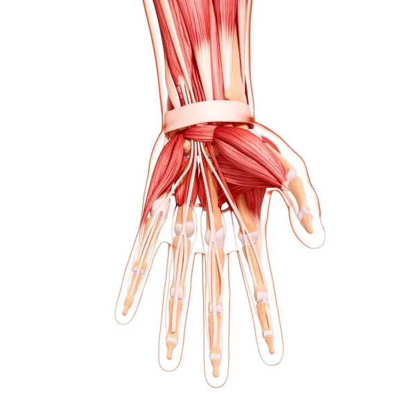 Ludzką ręką mięśniami — Zdjęcie stockowe
