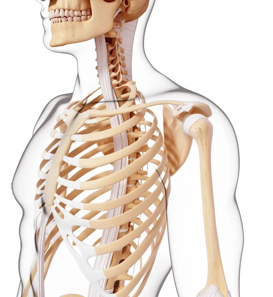 Κανονική ανθρώπινο σκελετικό σύστημα — Φωτογραφία Αρχείου