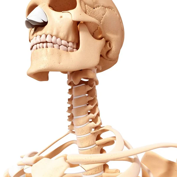 Botten van de schedel en gezicht van volwassen mens — Stockfoto