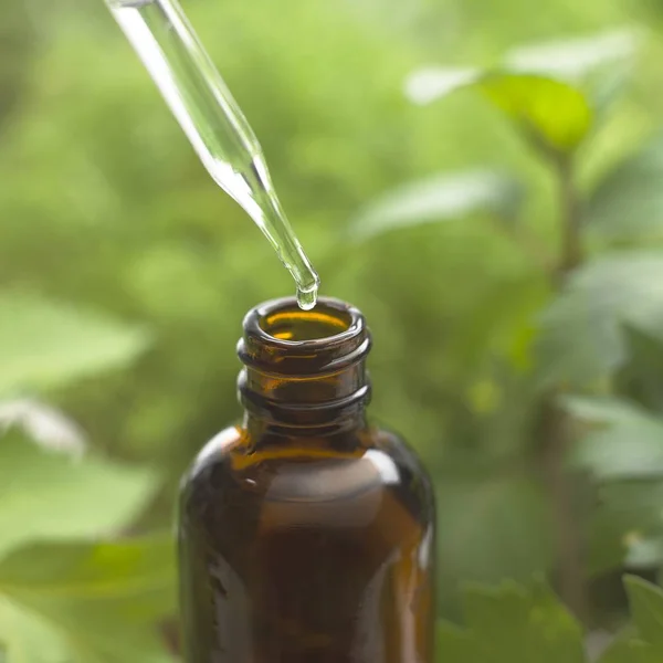 Gros Plan Pipette Avec Bouteille Teinture Aux Herbes — Photo