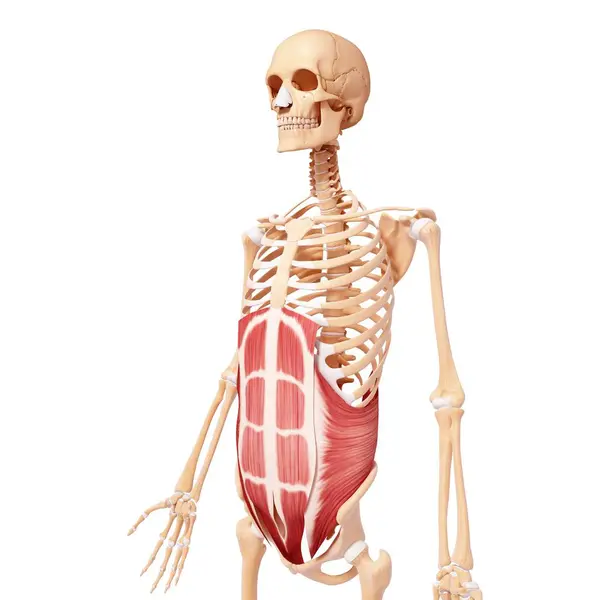 Human core musculature — Stock Photo, Image