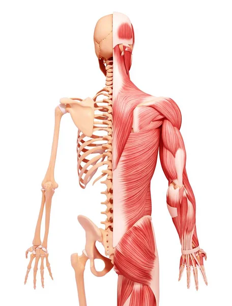 Widok z tyłu z ludzkiej muskulatury — Zdjęcie stockowe
