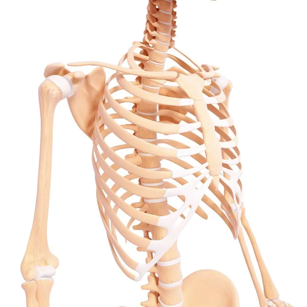 Rib cage and thoracic section of spine — Stock Photo, Image